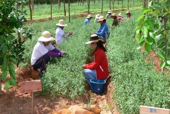 Villavicencio sede del primer Foro Regional de Agricultura Campesina Familiar