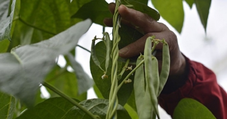 Agricultura natural contribuye a reducir el cambio climático