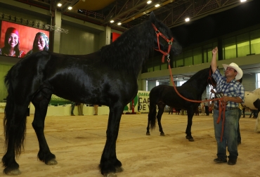 Agroexpo Caribe 2018 acogerá a 400 caballos en la Feria Equina grado A