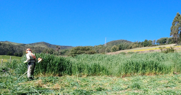AGROSAVIA presenta alternativa de alimentación y nutrición de bovinos para tiempos de escasez de pasturas