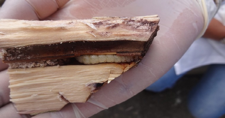 Entomofagia, estrategia de soberanía alimentaria