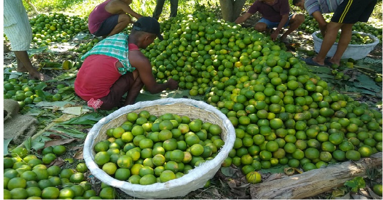AGROSAVIA evalúa 16 materiales de cítricos para fortalecer producción en el país