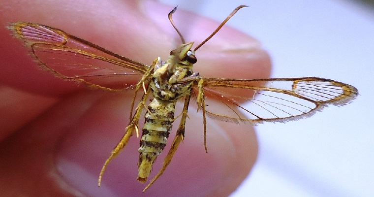 AGROSAVIA identifica y propone herramientas de manejo integrado de una plaga de la guayaba