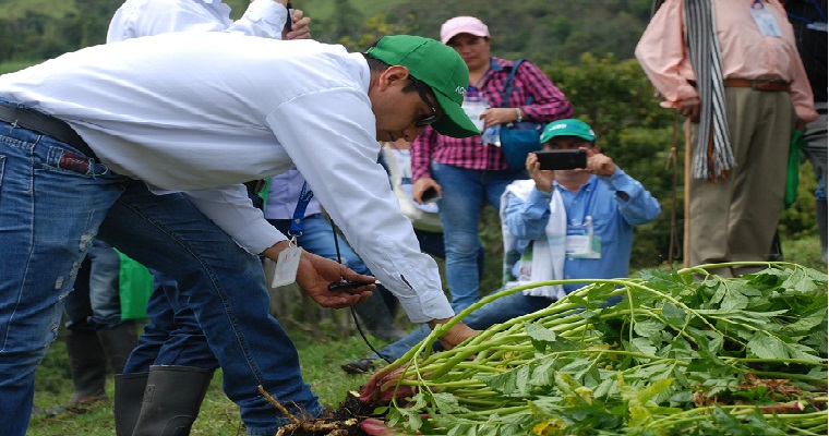 La primera variedad de arracacha en Colombia, AGROSAVIA La 22