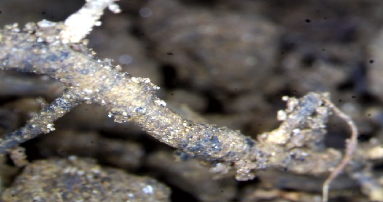 AGROSAVIA lidera la investigación sobre el cadmio en cacao en el 3er Congreso Internacional ‘Theobroma para la Paz’