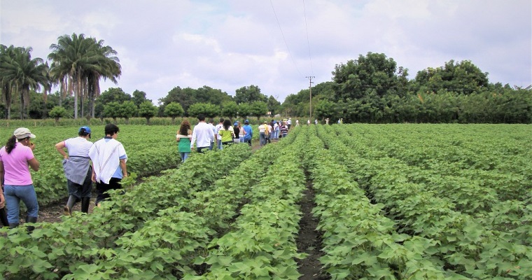 En el Centro de Investigación Nataima de AGROSAVIA estamos haciendo investigación para el agro de la región y el país