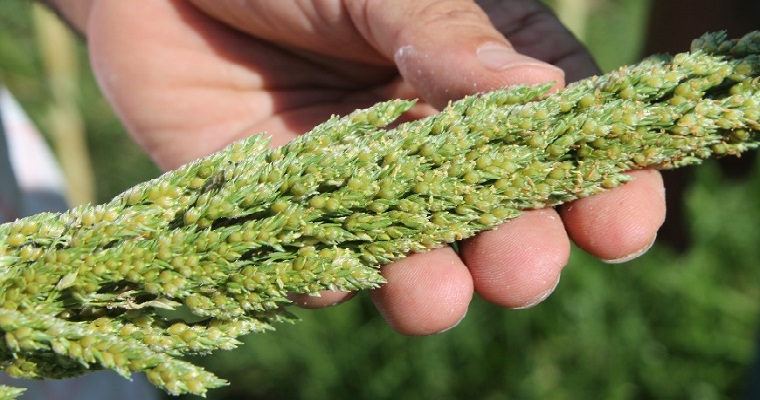 AGROSAVIA lleva nuevas tecnologías a ganaderos del municipio del Banco