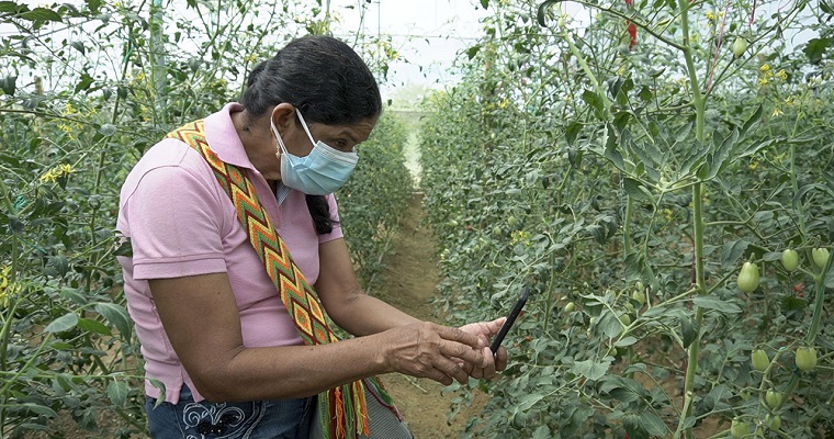 AGROSAVIA presenta alternativa para producir hortalizas en zonas de altas temperaturas