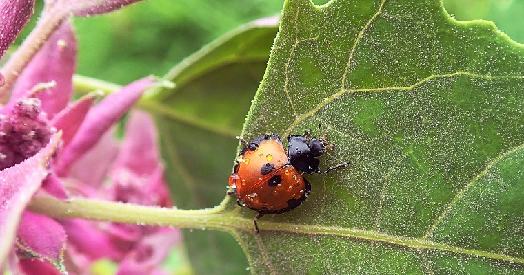GROSAVIA publica estudio sobre la biodiversidad de mariquitas de Colombia en el año de la COP16