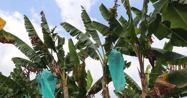 Inicia convocatoria para organizaciones de pequeños y medianos productores de plátano para el Plan Nacional Semillas