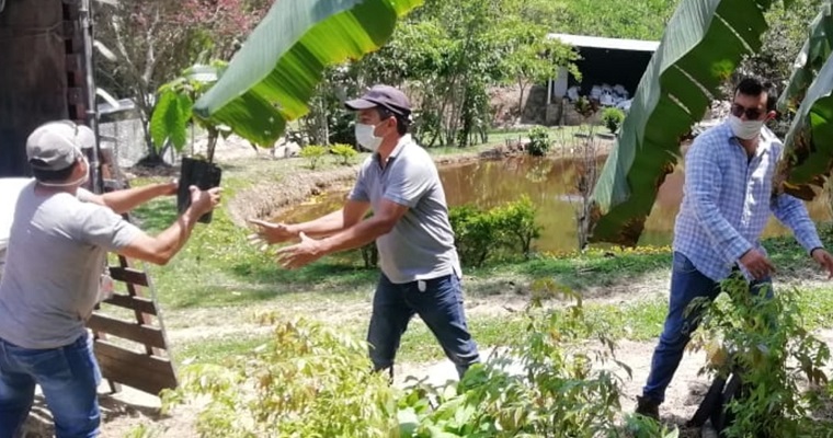 AGROSAVIA retoma entrega de 21 mil plántulas de cacao en Santander y Boyacá