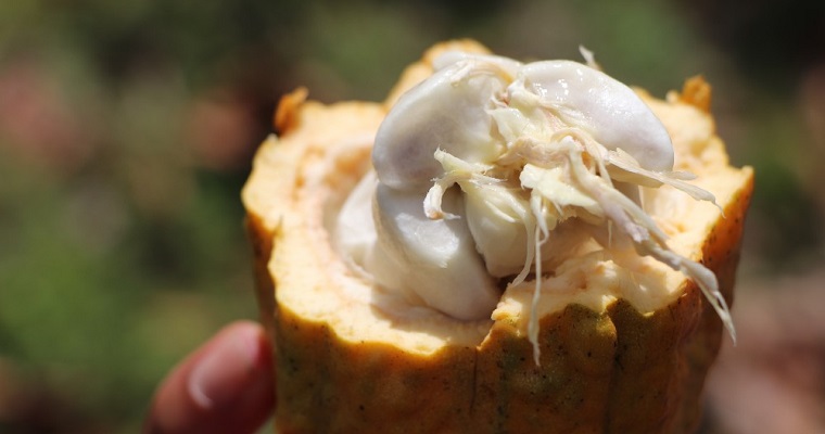 Proyecto de AGROSAVIA y Fedecacao cerrará las principales brechas del sector cacaotero en Arauca