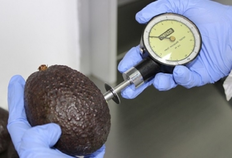 Agrosavia inaugura Planta Poscosecha y agroindustria en Antioquia