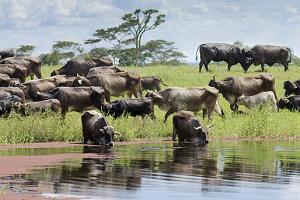 Agua de calidad mejora en 16 % el peso de novillas