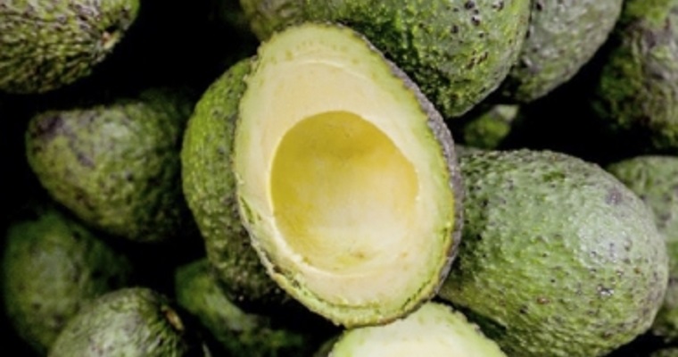 Antioquia consolida producción y comercialización de aguacate Hass