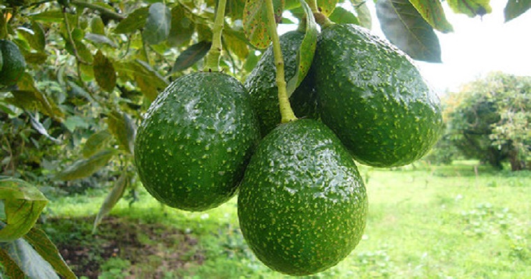 La inteligencia artificial predice con alta precisión plagas en aguacate Hass