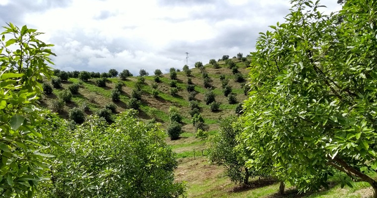 Aguacate Hass será protagonista en seminario gratuito de AGROSAVIA