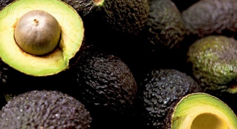 Microorganismo marchita árboles de aguacate en seis días