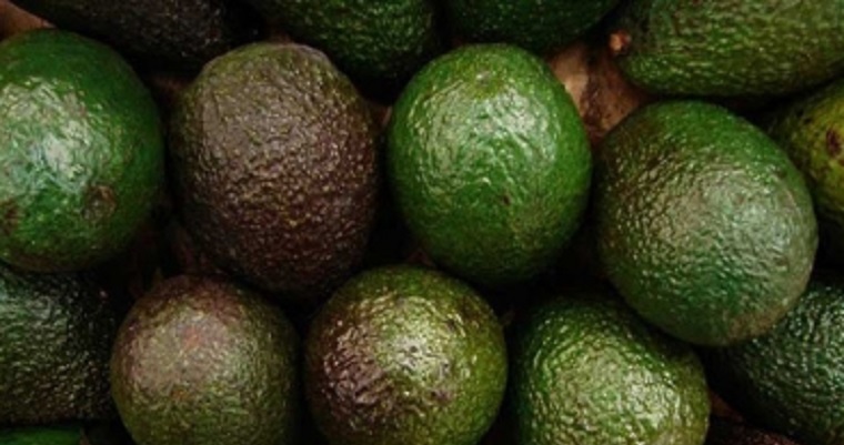 Risaralda, segundo departamento que más exporta aguacate hass