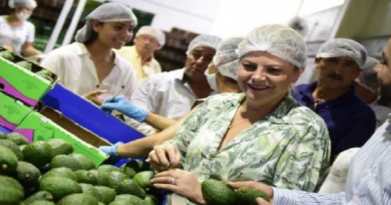 Aguacate del Tolima rumbo a Europa y Asia