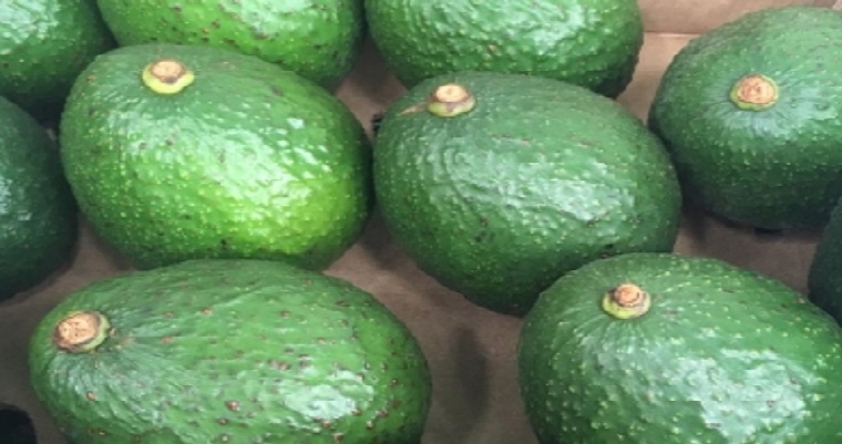 Unión Europea fortalece cadena de aguacate en Colombia