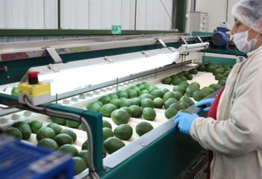 Aguacate hass tendrá permiso para entrar a Japón en el primer semestre de este año