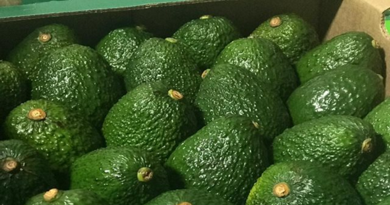 Territorio aguacate, el hub regional de la cuarta agroindustria más grande en el país