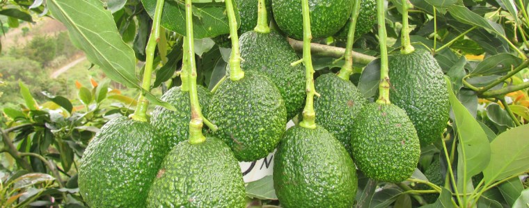 “Trabajamos para que el aguacate Hass, se convierta en el cuarto producto agrícola colombiano de exportación” - 22 de febrero de 2017