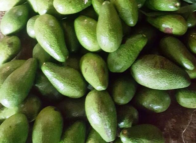 Se incrementa la producción de aguacate en Bolívar - 15 de mayo de 2017