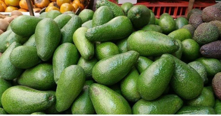El aguacate rompe mitos y defiende su eficiencia hídrica