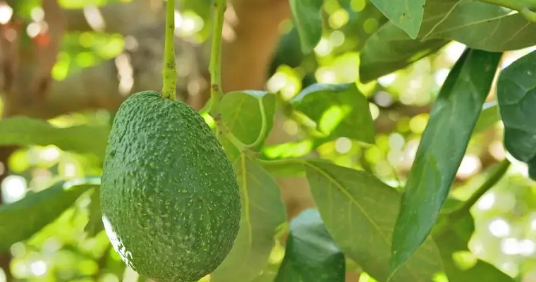 Después de 30 años en Colombia, Syngenta le apuesta al mercado de productos biológicos