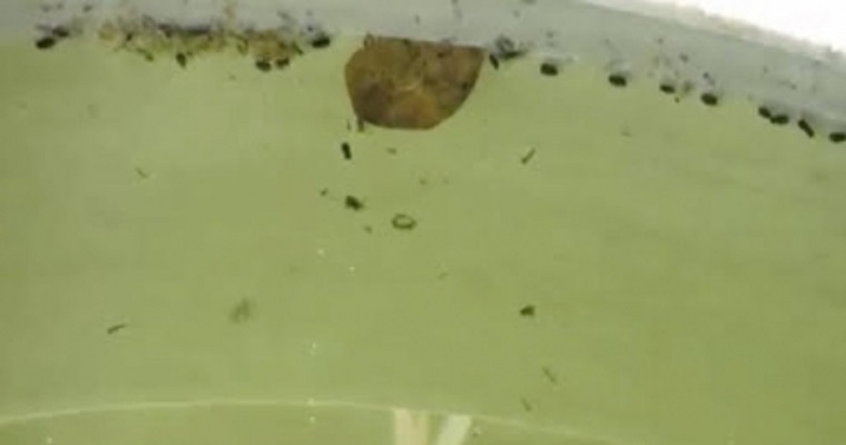 Tenga cuidado con el estancamiento de aguas en sus fincas