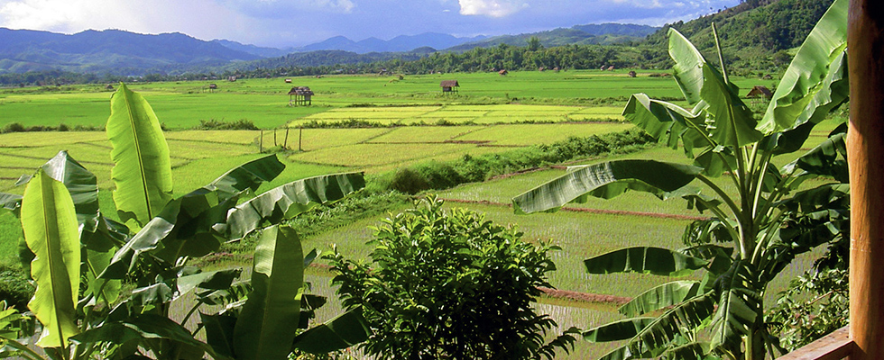 Con el apoyo del MinAgricultura área sembrada de arroz creció 21% en 2015 - 12 de Febrero de 2016