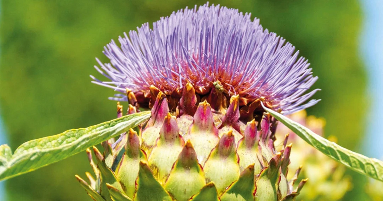 ¿Sufre de colon irritable? Estas son algunas plantas que puede usar para aliviarse