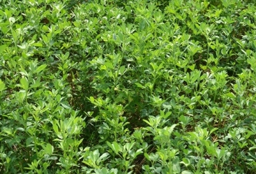 Ponga a funcionar sus sentidos para evaluar el heno