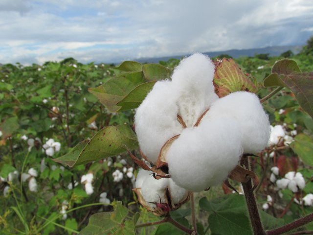 Casanare se mantiene libre del picudo algodonero