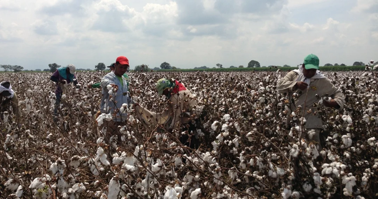 El algodón se ha consolidado en los libros como un cultivo histórico, rentable y fuerte