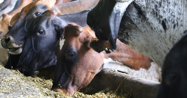 Inicia Plan de Vinculación agroalimentario para los santanderes, Bolívar y Boyacá