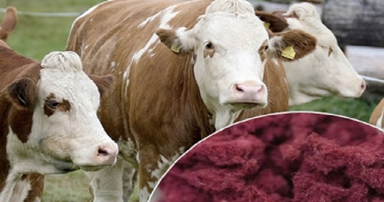 Descubren cómo reducir hasta en un 95% los gases de efecto invernadero en el ganado