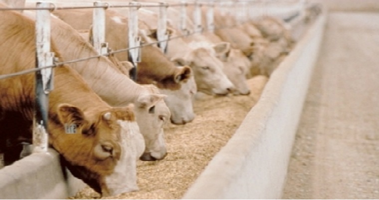 Atención, estos son los 5 errores que cometen los ganaderos cuando no tienen comida
