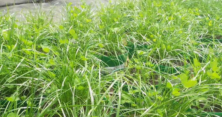 Avanza investigación en la generación de nuevas alternativas biológicas que permitan optimizar el uso de fertilizantes que incorporan nitrógeno en las praderas