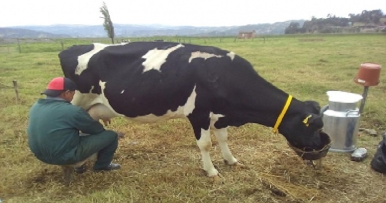 Alternativa nutricional aumenta producción de vacas lecheras
