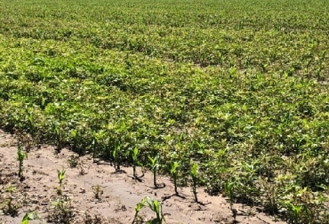 Primer caso confirmado de Amaranthus resistente a 6 herbicidas