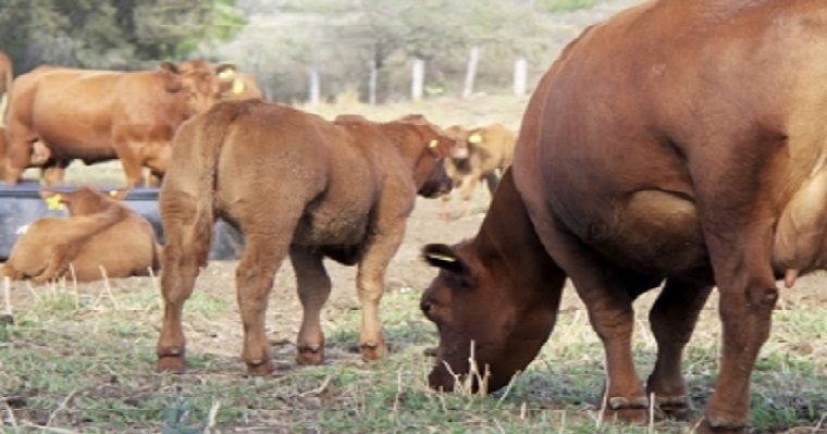 Identifique los riesgos antes de introducir una raza alternativa en su finca