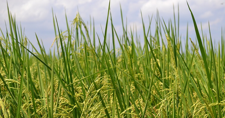 Anticípese a la variabilidad climática que llega con el inicio de la temporada seca
