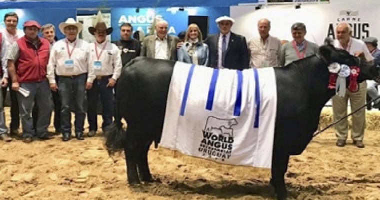 Colombia integra confederación de criadores de Angus en América Latina