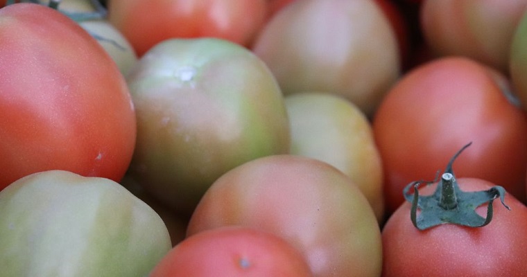 AGROSAVIA desarrolla aplicación gratuita para el manejo de plagas en cultivos de tomate bajo invernadero