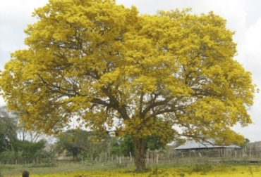 Por qué el árbol de cañaguate es ideal en la ganadería