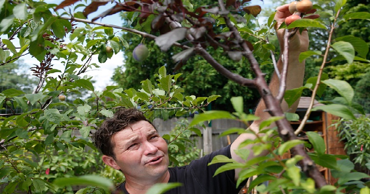 Les presentamos el árbol de los 40 frutos