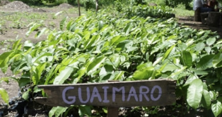 Conozca los valores nutricionales del árbol guáimaro o ramón para el ganado bovino